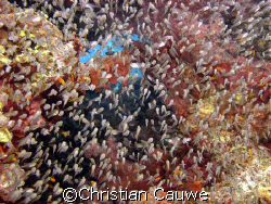 colours&glasfish, dahab by Christian Cauwe 